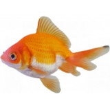 Products for fish