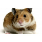 Products for rodents
