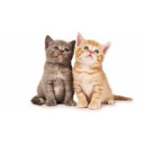 Goods for cats