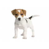 Goods for dogs