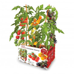 Набор для выращивания свежих помидоров Batlle 30 x 19,5 x 16,2 см 2,85 кг