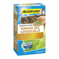 Seeds Algoflash SEMSOL1