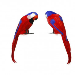 Parrot Pirate Multicolour