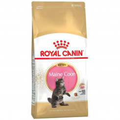 Boxed Royal Canin Maine Coon Kitten Linnud 2 Kg