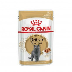 Вы создали взрослую британскую короткошерстную собаку Royal Can.