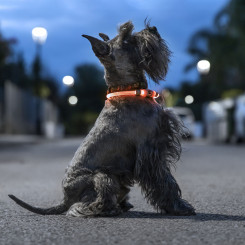 LED Collar for Pets Petlux InnovaGoods