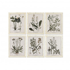 Картина Главная ESPRIT Shabby Chic Ботанические растения 40 x 1,5 x 50 см (6 шт.)