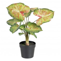 Декоративное растение 48 x 46 x 55 см Красный Зеленый ПВХ