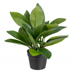 Декоративное растение 50 x 45 x 48 см Зеленый ПВХ