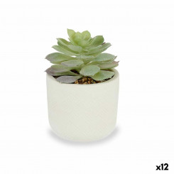 Decorative Plant Succulent Plastic 14 x 13,5 x 14 cm (12 Units)