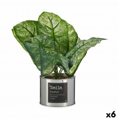 Декоративное растение Каладиум Металл Пластик 26 x 26 x 26 см (6 шт.)
