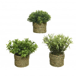 Decorative Plant Basic Home Artificial Rope Green 16 x 3 cm