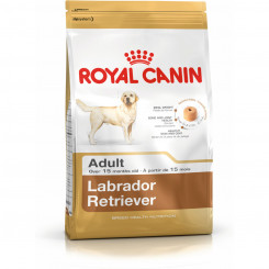 Fodder Royal Canin Labrador Retriever Adult 12 kg Adults Adult