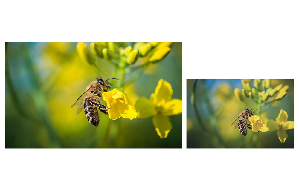 Пчела на фоне желтых цветов: две фотографии, показывающие одну и ту же сцену с небольшими цветовыми вариациями.