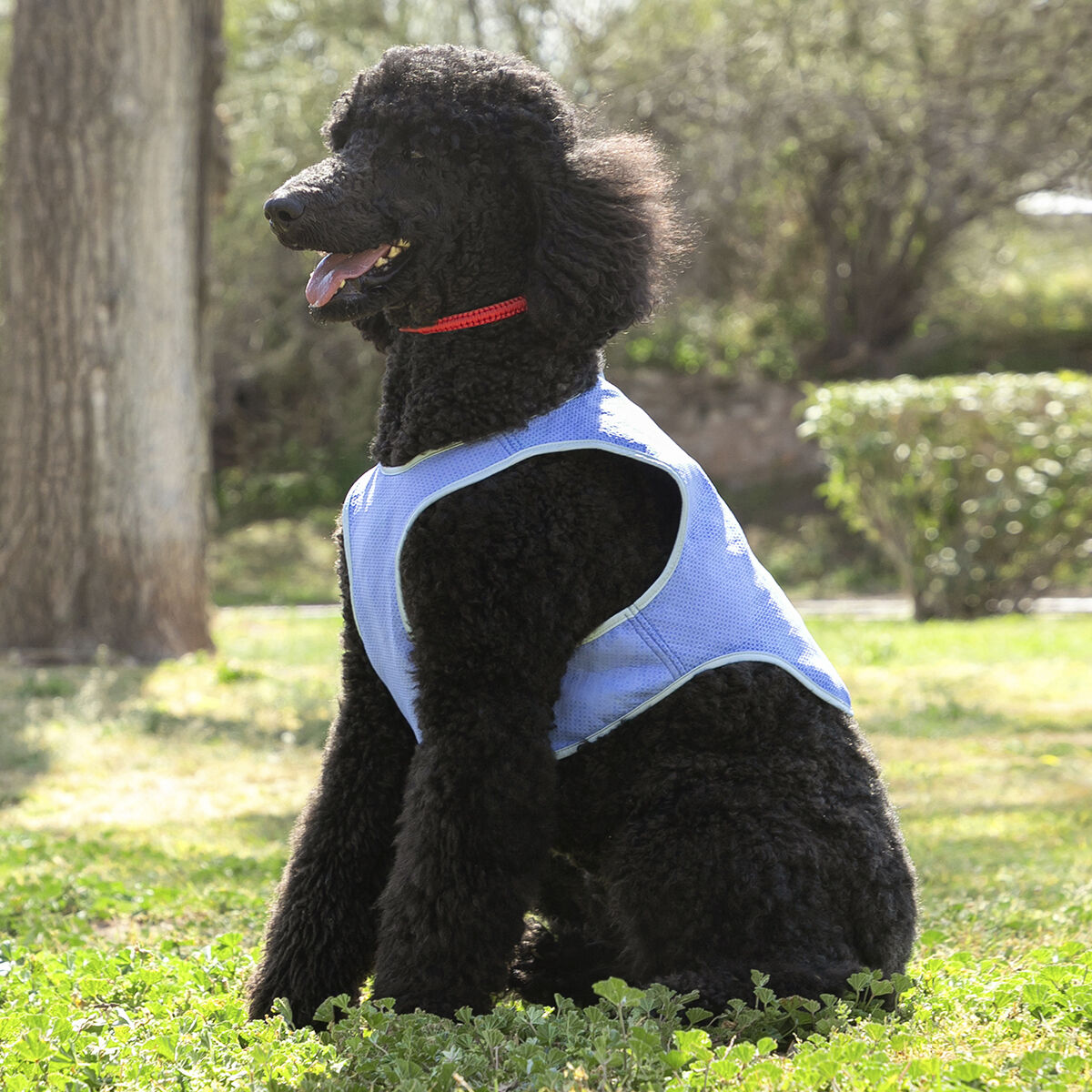InnovaGoods Refreshing Pet Vest for Medium Pets - M